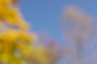 Mavi gökyüzüne karşı sonbahar ağaçlarının defocused görüntü