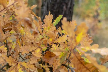 Bulutlu bir öğleden sonra, sonbahar meşe yaprakları koyu ahşap arka planda