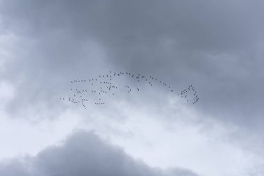 Soğuk bir sonbahar gününde sıcak topraklara uçan bir turna sürüsü.