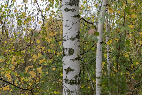 Closeup Bílá Bříza Kufr Podzim Přírodní Pozadí Zamračený Den — Stock fotografie