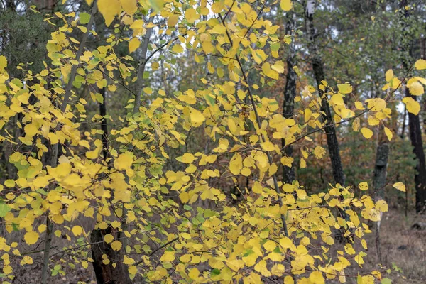 État Nature Automne Par Une Journée Nuageuse — Photo