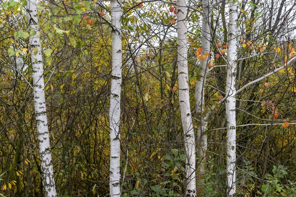 구름낀 가을에는 자연적 배경으로 자작나무 줄기를 덮는다 — 스톡 사진