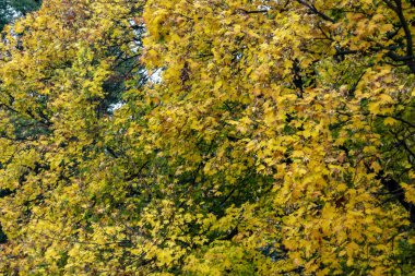 Sarı akçaağaç yapraklarını sonbahar arkaplanı olarak kullanır