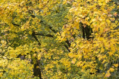 Sarı akçaağaç yapraklarını sonbahar arkaplanı olarak kullanır