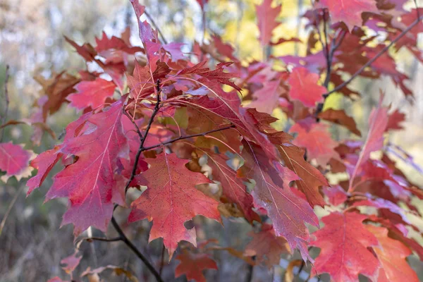 Красный Осенний Дуб Листья Размытом Природном Фоне — стоковое фото