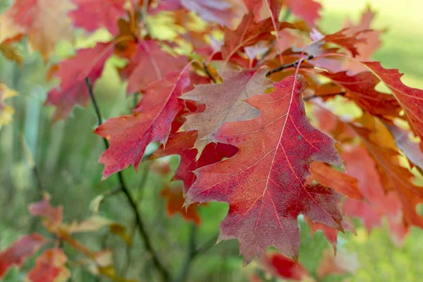 Kırmızı sonbahar meşe yaprakları bulanık doğal bir arka planda