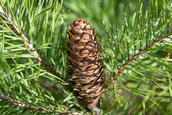 Groene Dennenappels Een Wazige Achtergrond Een Zonnige Dag — Stockfoto