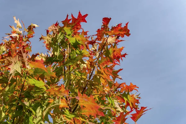 Κόκκινα Φύλλα Βελανιδιάς Φθινοπωρινά Στον Ουρανό Μια Ηλιόλουστη Μέρα — Φωτογραφία Αρχείου