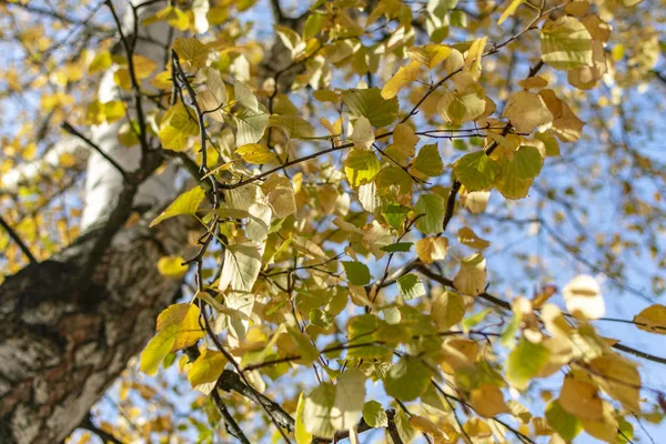 Желтая Осенняя Листва Белой Березы Против Голубого Неба Солнечный День — стоковое фото
