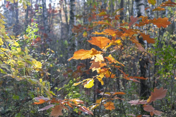 Sonbahar Ormanlarında Sabahın Erken Saatlerinde Meşe Yaprakları — Stok fotoğraf