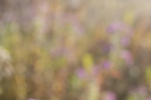 Doğanın sonbahar durumunun odaksız görüntüsü