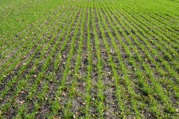 Buğday ekilmiş tarla. Sonbahar açık günü.