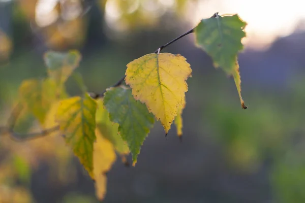 Herbst Birke Blätter Auf Sonnenuntergang Hintergrund — Stockfoto