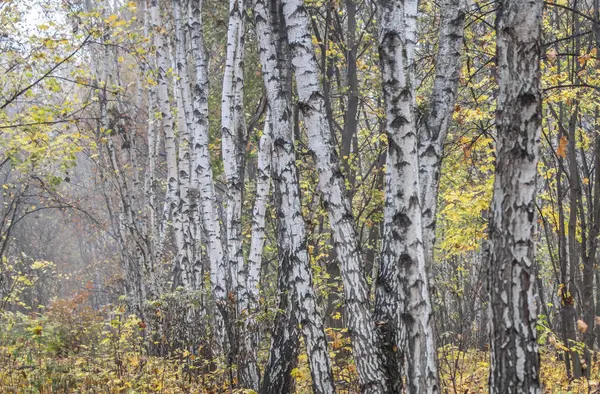 안개낀 자작나무들 — 스톡 사진