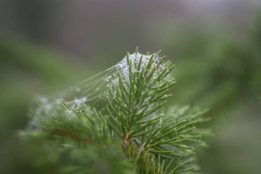 Sis dolu bir sonbahar gününde örümcek ağlarıyla kaplı ladin dalları