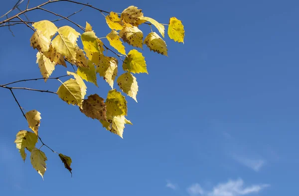 Φθινοπωρινά Φύλλα Σημύδας Φόντο Γαλάζιου Ουρανού — Φωτογραφία Αρχείου
