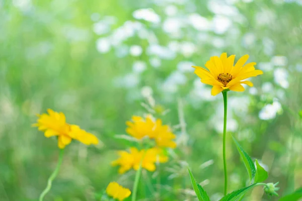 Flores Amarelas Contexto Margaridas Campo Brancas Com Efeito Bokeh Dia — Fotografia de Stock
