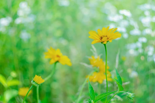 Flores Amarillas Sobre Fondo Margaritas Blancas Con Efecto Bokeh Día — Foto de Stock