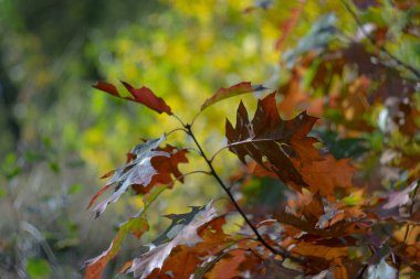 Güneşli bir günde ağaçların parlak sarı-kırmızı sonbahar yaprakları.