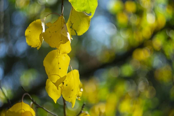 Λαμπερά Κίτρινα Φθινοπωρινά Φύλλα Ενάντια Στον Ουρανό Bokeh Αποτέλεσμα — Φωτογραφία Αρχείου