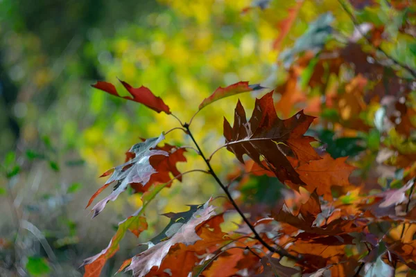 Ярко Желто Красная Осенняя Листва Деревьев Солнечный День — стоковое фото