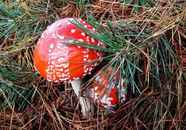    Çam ormanında uçarak mantar..                            