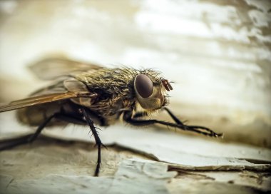   Bulanık bir arkaplanda sık sık yakın plan uç.                             