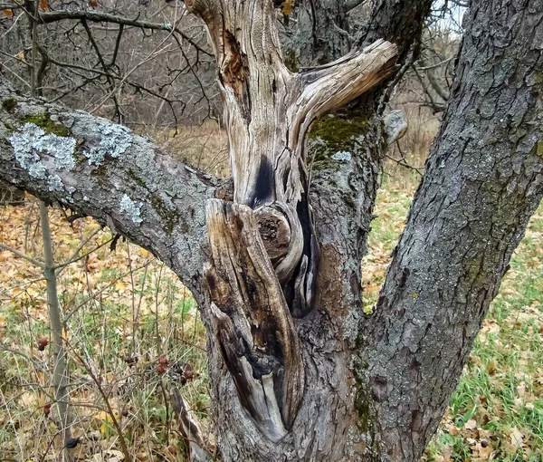 Trunk of an old apple tree. Late fall.