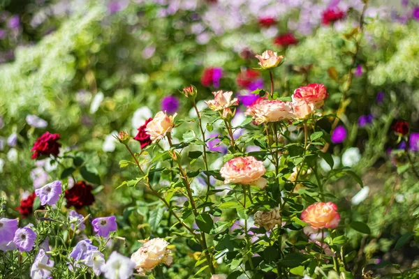Yazın son günlerinde çiçek tarhında güzel, parlak çiçekler..