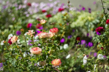 Yazın son günlerinde çiçek tarhında güzel, parlak çiçekler..