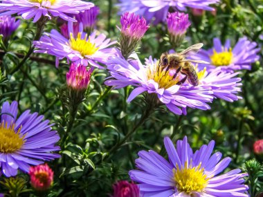 Mor sonbahar paskalya çiçekleri - Masaüstü duvar kağıdı.                               
