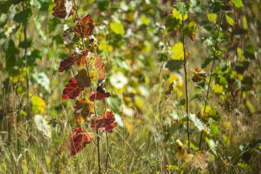 bulanık bir arka planda güneşli bir sonbahar yaprakları.