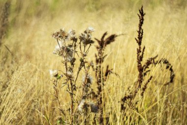 Bulanık bir arkaplanda kuru sonbahar bitkisi.