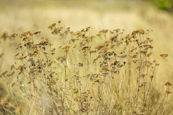  Sonbahar arka planı olarak kurak sonbahar bitki örtüsü.