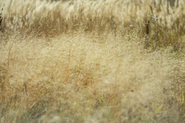  Sonbahar arkaplanı olarak kuru çayır bitki örtüsü.