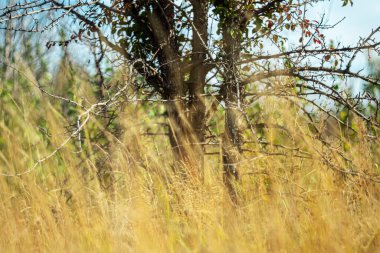 Dry autumn vegetation against the background of a tree.