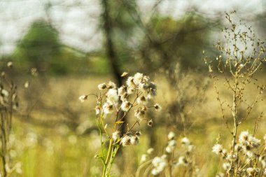Sonbahar arkaplanı olarak kuru çayır bitki örtüsü.