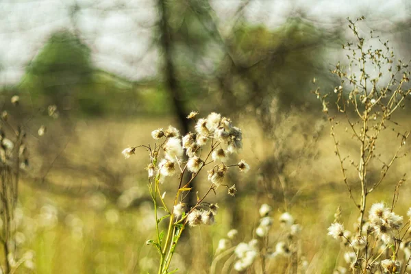 Sonbahar arkaplanı olarak kuru çayır bitki örtüsü.