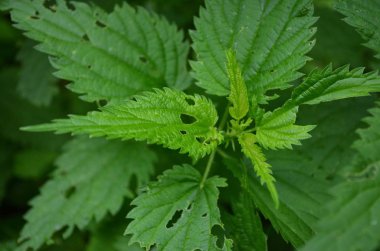 Isırgan yaprakları düzensiz