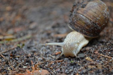 Doğal yaşam alanı ormanında salyangoz