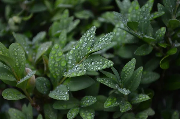 Brillanti Gocce Acqua Sulle Foglie Del Cespuglio Sotto Pioggia — Foto Stock