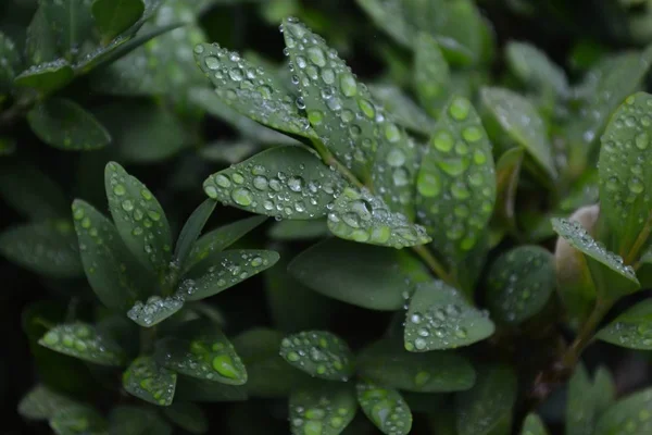 Brillanti Gocce Acqua Sulle Foglie Del Cespuglio Sotto Pioggia — Foto Stock