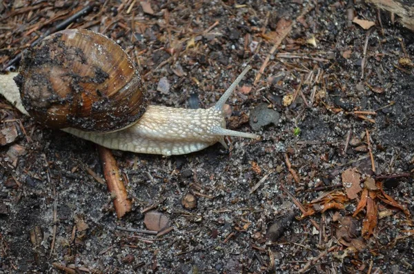 Snail Forest Natural Habitat — Stock Photo, Image