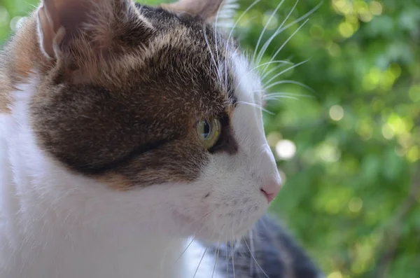 Cat looking out into the distance on a blurred green background