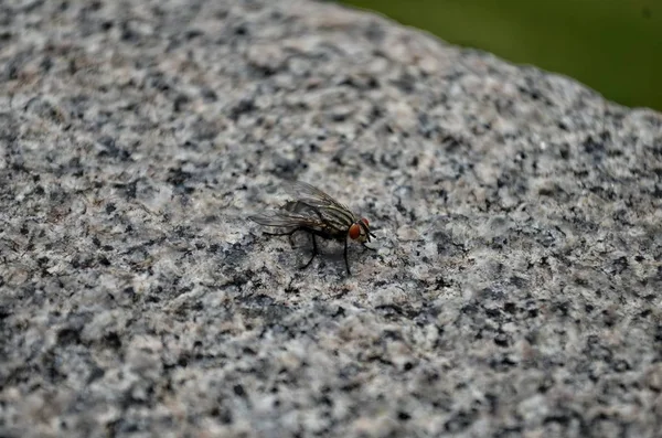 Fly Stone Close — Stock Photo, Image