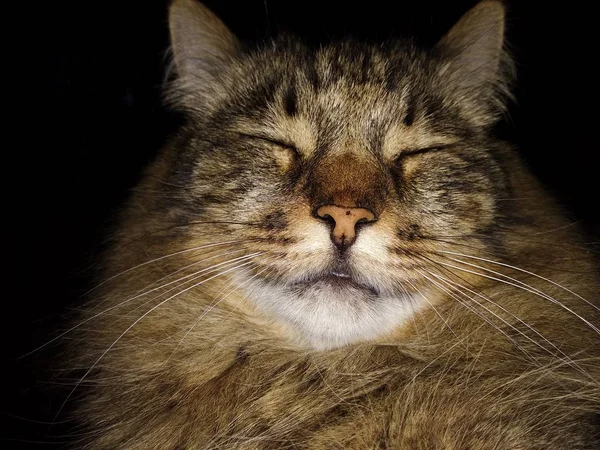 Kedi oldukça uyuyor. Kedi ağızlık kapalı gözler siyah bir arka plan ile