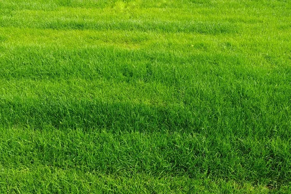 Erba Verde Prato Verde Morbido Sfondo Consistenza — Foto Stock