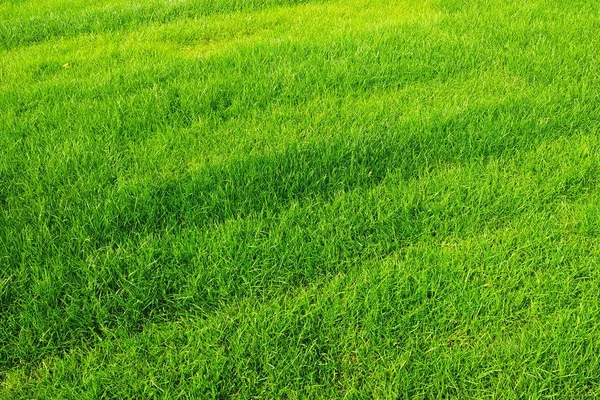 Grünes Gras Weicher Grüner Rasen Hintergrund Textur — Stockfoto