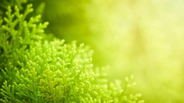 tatlı shhot platyclaudus orientalis (Çin mazı) yaprakları ve dalları bir kopya alanı bulanık yeşillik zemin üzerine.