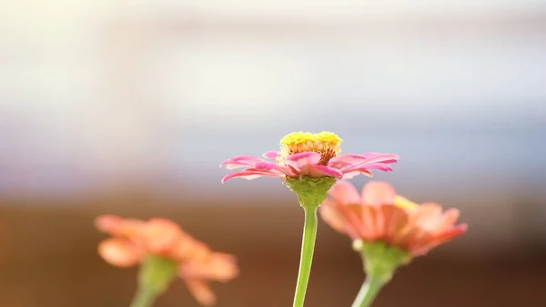 Bulanık bir arka plan üzerinde Zinnia çiçeği. Çiçek arka plan. Zinnia Elegans çiçekler